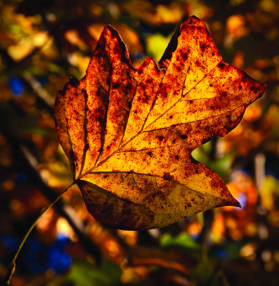 Leaf