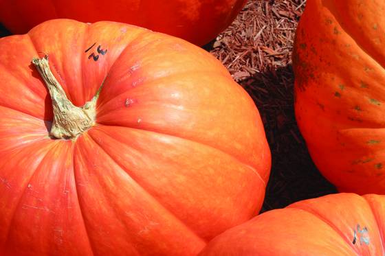 Pumpkins