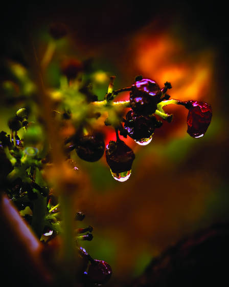 Wine_trail_11_-_umbra