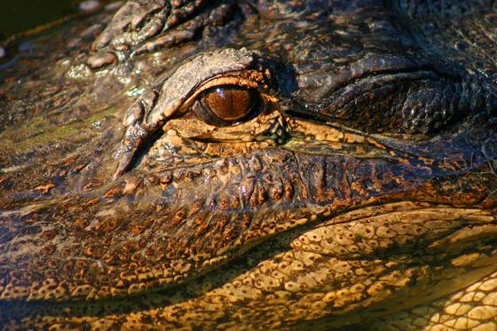 Alligator_eye