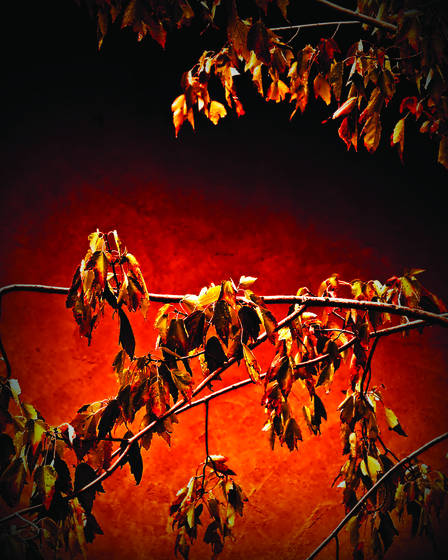 Wine_trail_23_-_umbra