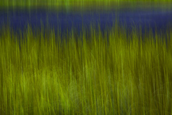 Roadside_grasses