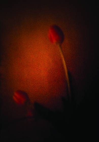 Bending_tulips