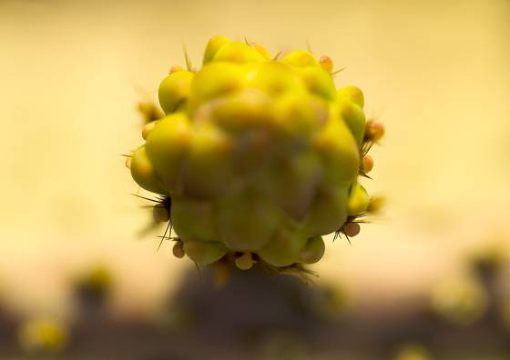 Prickly_pear_cactus_bud