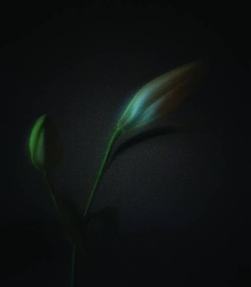 Lily_buds