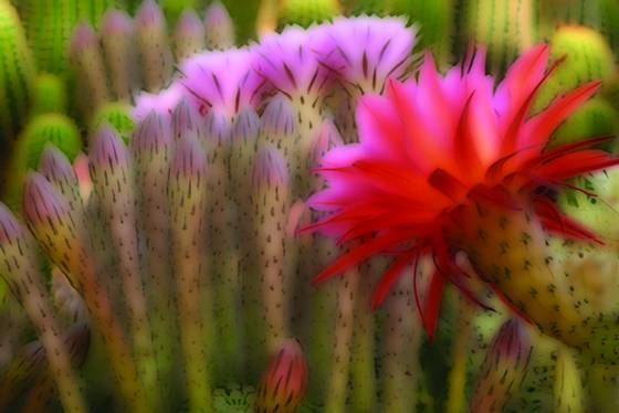 Cacti