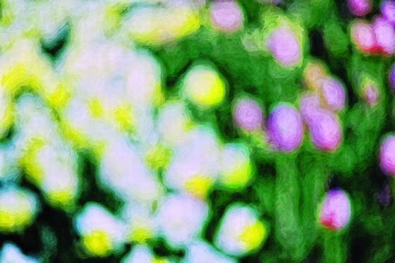 Narcissus_and_tulips