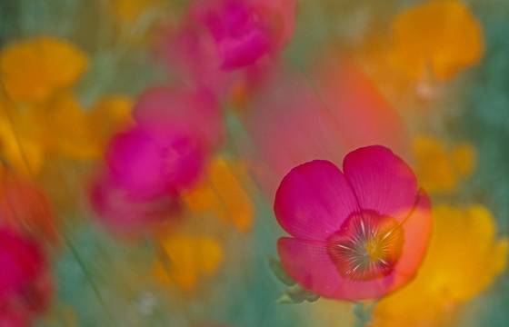 Flaxand_poppies