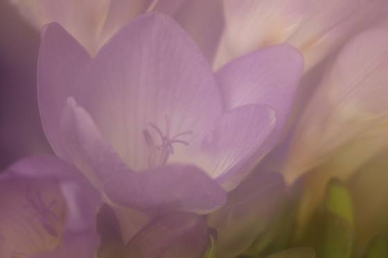 Freesia