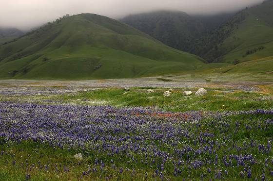 Wildflowers