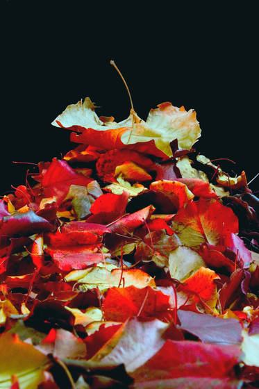 The_place_where_bad_leafs_go