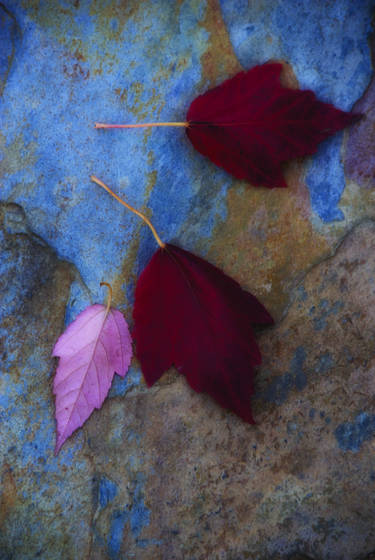 Wine_country_fall__3