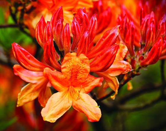 Azalea