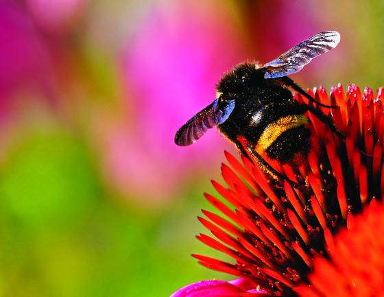 Bee