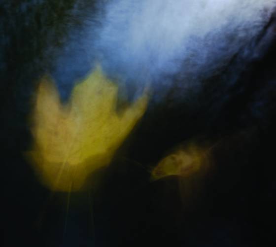 Leaf_abstraction_no__10