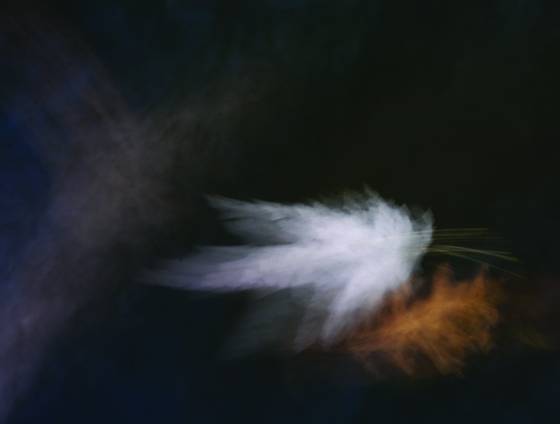 Leaf_abstraction_no__11