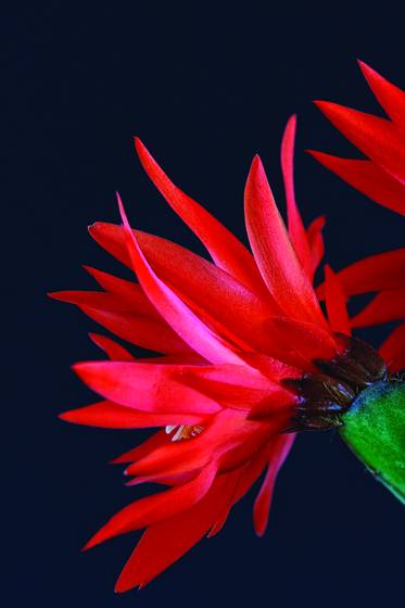 Cactus_flower
