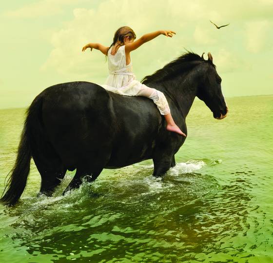 Marwari_stallion_1