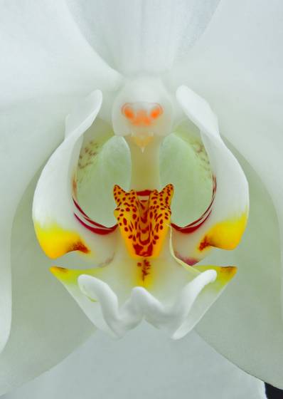Orchid