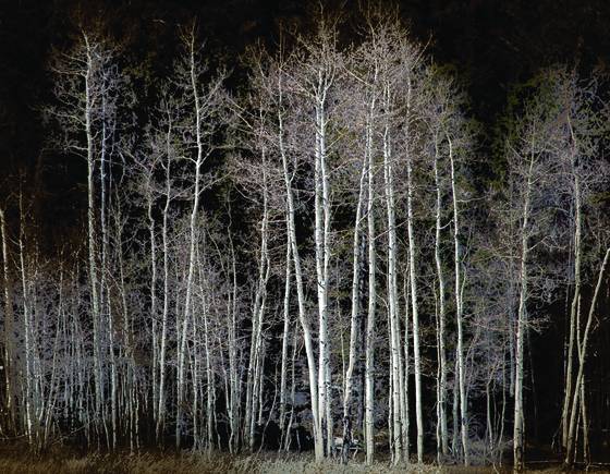 Aspens_018