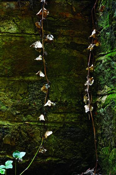 Jacobs_ladder