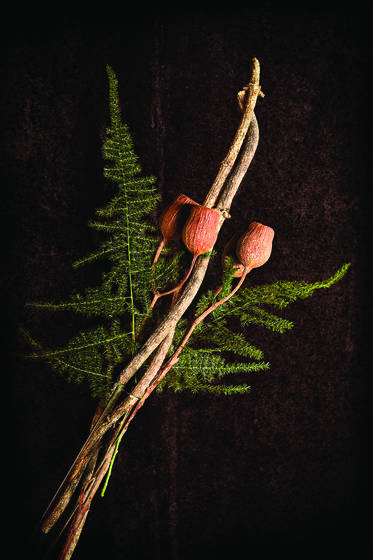 Still_life_with_gumnuts