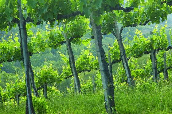 Vineyard
