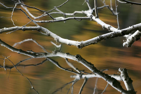Branch_reflection