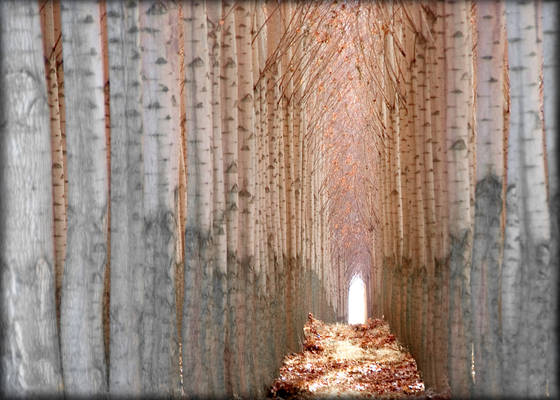 End_of_the_tunnel