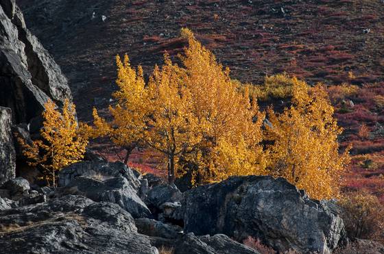 Aspens