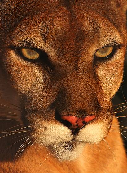 Golden_eyes