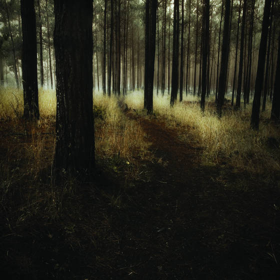 Into_the_woods_1