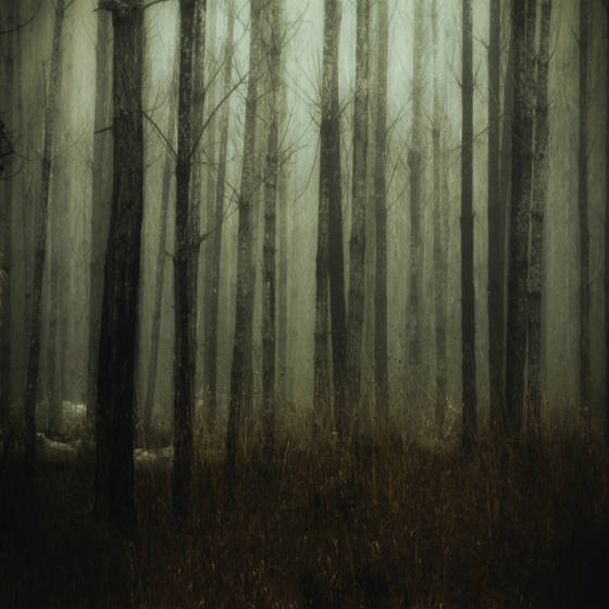 Into_the_woods_4