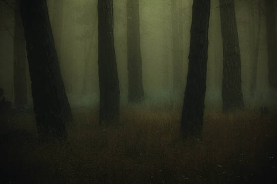 Into_the_woods_5