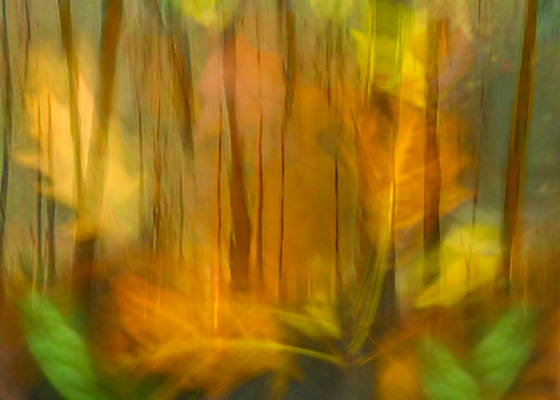 Exposure_fusion_-_leaves_trees