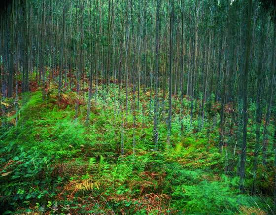 The_multiplied_forest__20
