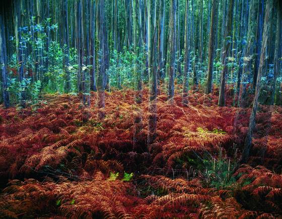 The_multiplied_forest__30