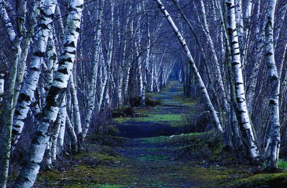 Bashakill_birches