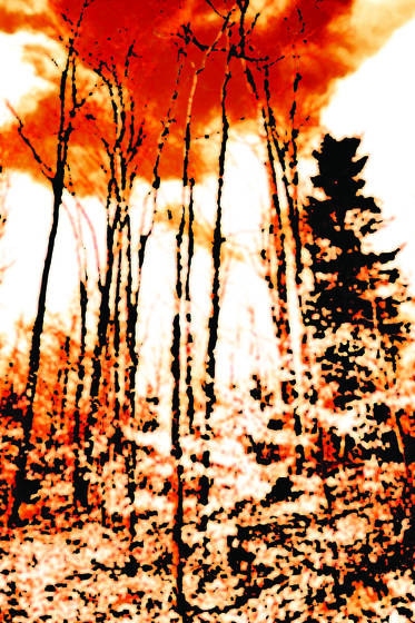 Monet_s_forest