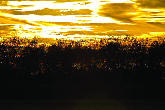Dune_grass