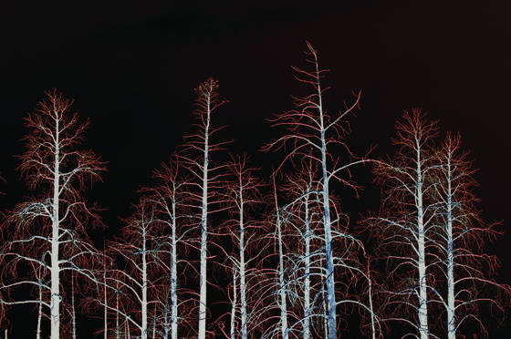 Burnt_forest