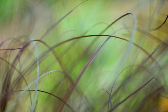 Lexicon_of_a_grass_26