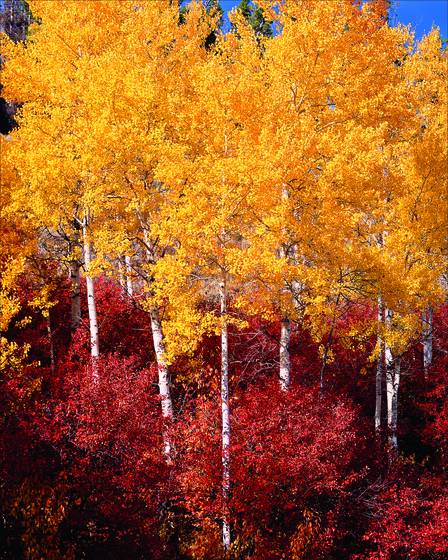 Aspen_and_huckleberry