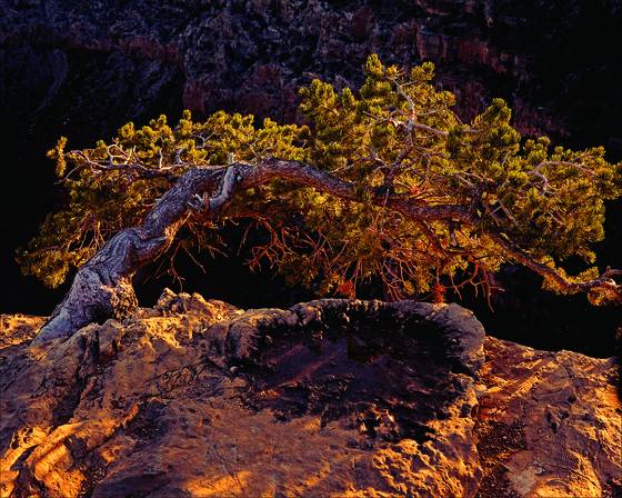 Canyon_juniper