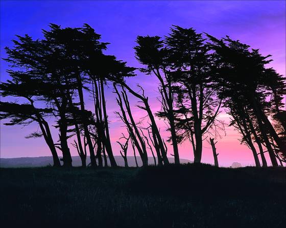Coastal_pines