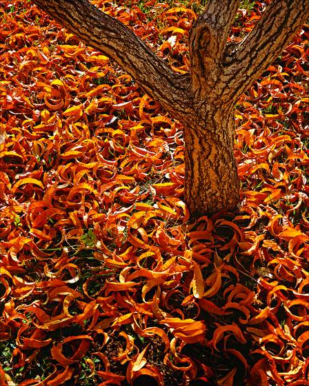 Peach_leaves