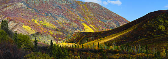 Tundra_tree_line