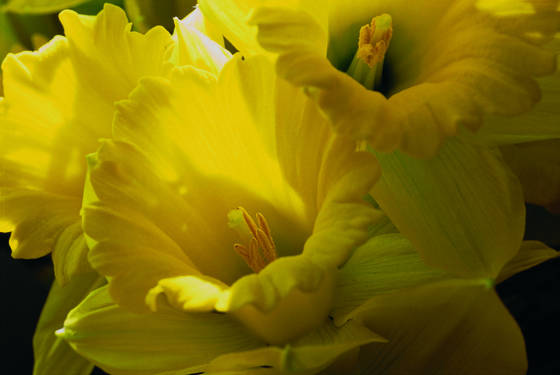 Daffodils