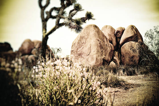 Tree_and_rocks