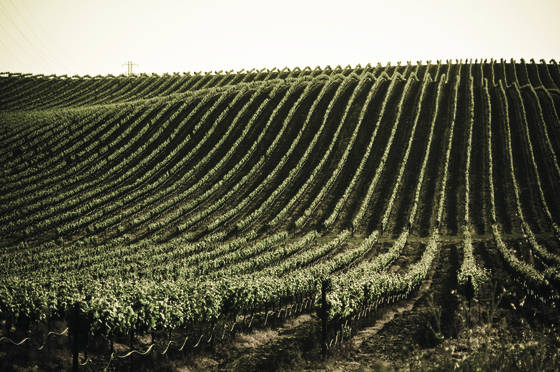 Vineyard_rows